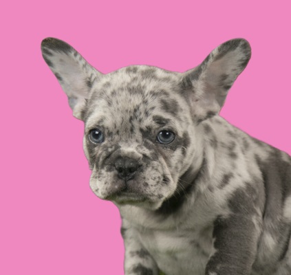 Merle French bulldog