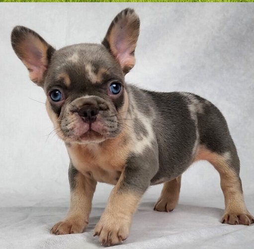 Parvovirus French Bulldog