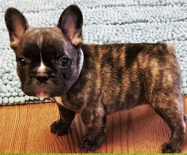 Where to Buy Puppy