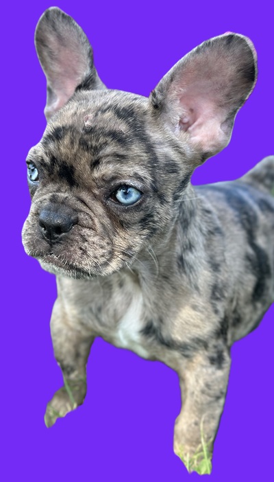 blue French bulldog