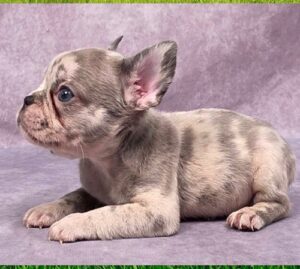buy French bulldog puppy (2)