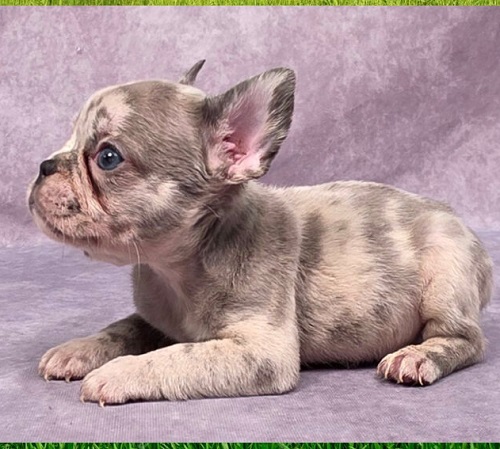 buy French bulldog puppy (2)