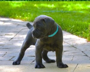 buy a Cane Corso puppy -