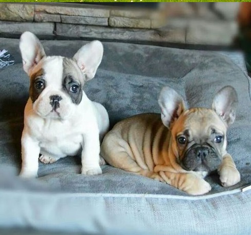 buy a French bulldog puppy and know their history
