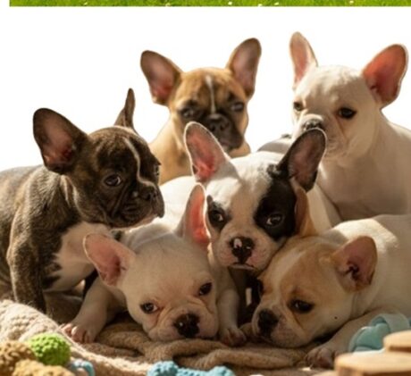 french bulldogs