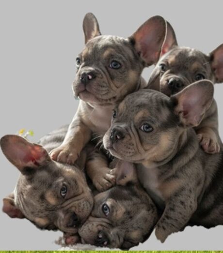 how long do french bulldogs live