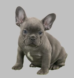 long haired Fluffy French bulldog