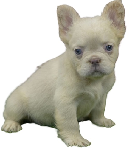 long haired French bulldog
