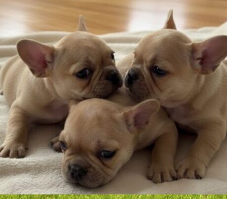 mini French bulldog