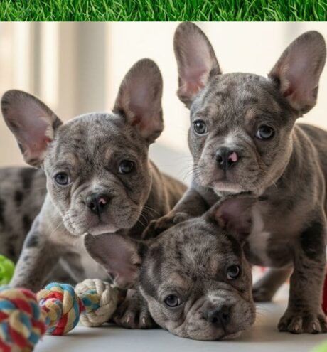 The French Bulldog Frenchie French bulldog for sale