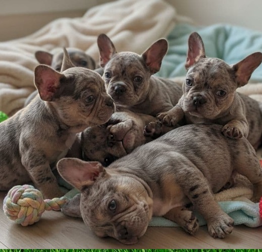 Find puppies for sale at pottyregisteredpuppies.com The French Bulldog Frenchie