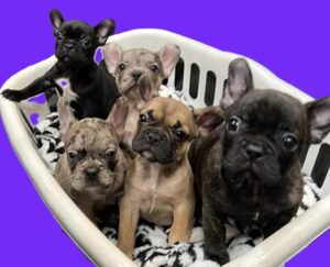 frenchie puppies for sale