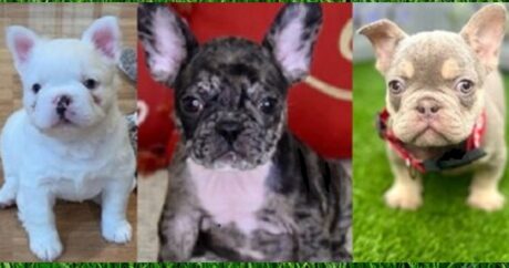 Fluffy French Bulldog #