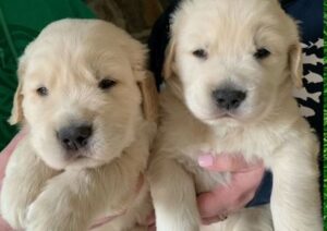 Akc Golden Retriever