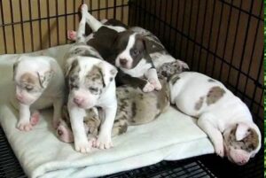 Alapaha Blue Blood Bulldog