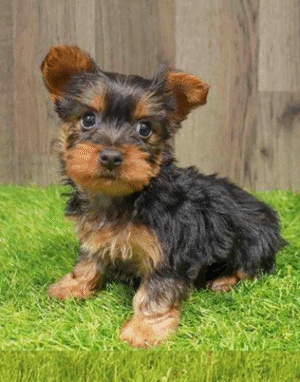 Australian Silky Terrier