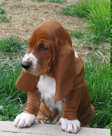 Basset Artésien Normand Puppies