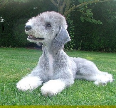 Bedlington Terrier Puppies