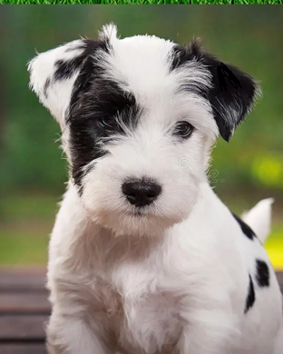Cesky Terrier
