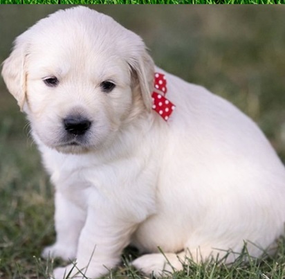 Cream Golden Retriever Puppies