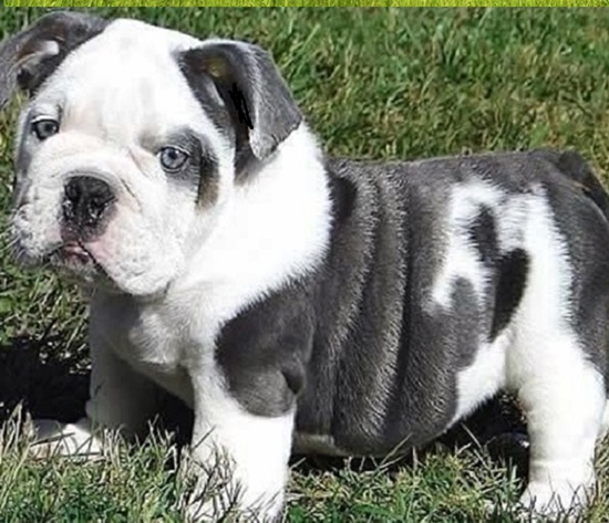 English Bulldog puppies