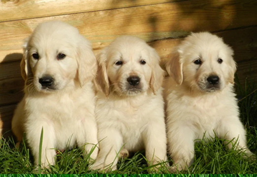 English Golden Retriever Puppies