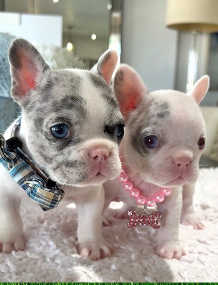 FrenchBulldogPuppies #