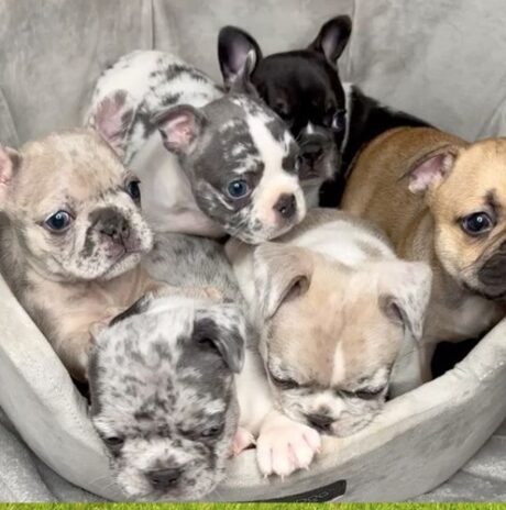 FrenchBulldogPuppies #