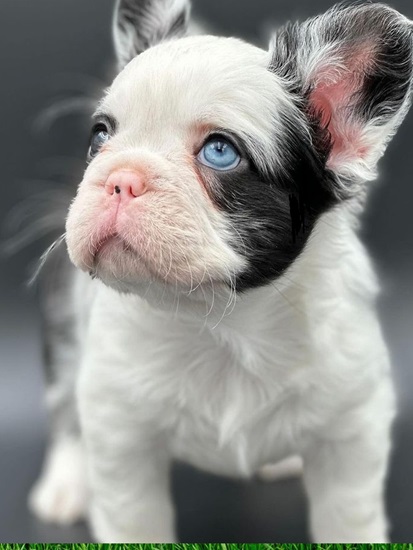 FrenchBulldogPuppies #