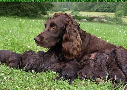 German Spaniel Puppies