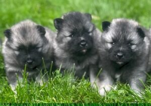 Keeshond Puppies
