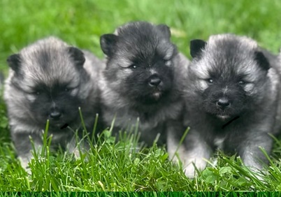 Keeshond Puppies