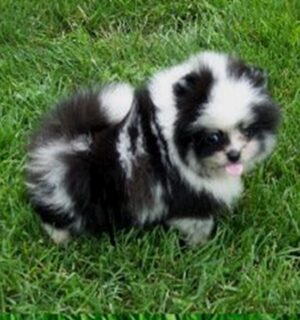 PomeranianPuppies #