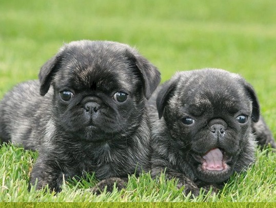 PugPuppy # - Puppies