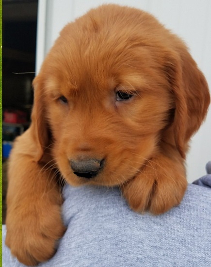 Red Golden Retriever Puppies