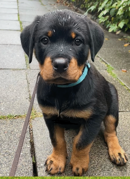 RottweilerPuppies #