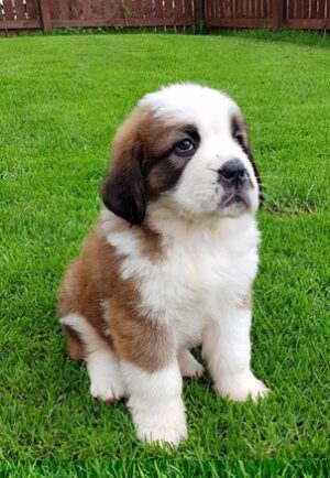 Saint Bernard Puppy