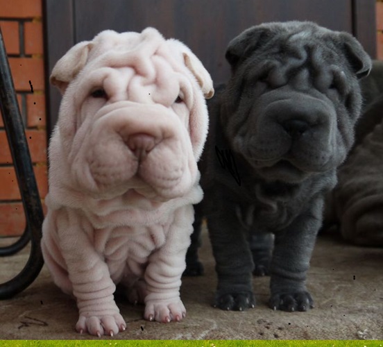 SharPeiPuppies#