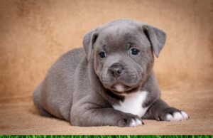 StaffordshireBullTerrier#
