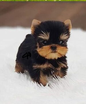 TeacupYorkie#