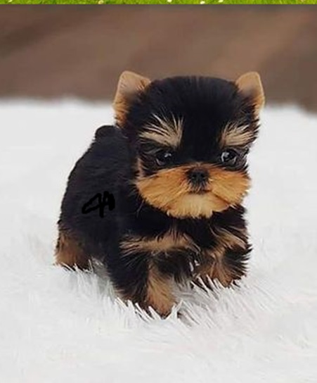 TeacupYorkie#
