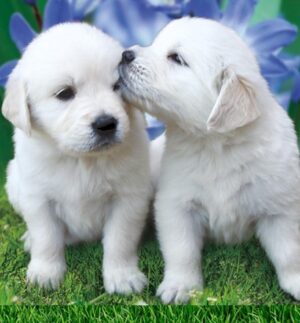 White Golden Retriever Puppies