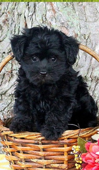 Yorkiepoo#