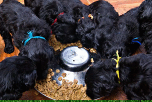 Black Russian Terrier Puppy