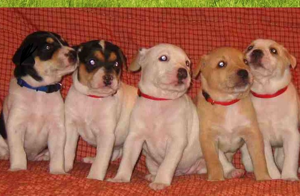 Treeing Feist Puppies