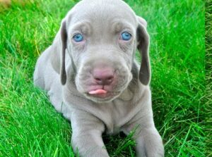 Weimaraner Puppy