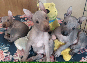 Xoloitzcuintle puppies