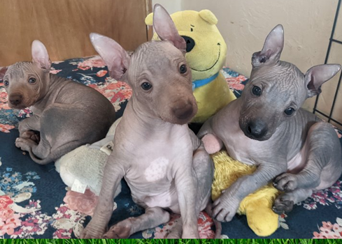 Xoloitzcuintle puppies