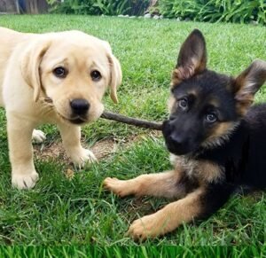 German Shepherd Puppy Price Range 2026