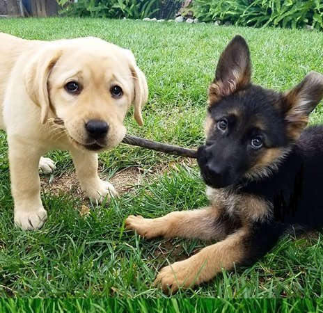German Shepherd Puppy Price Range 2026